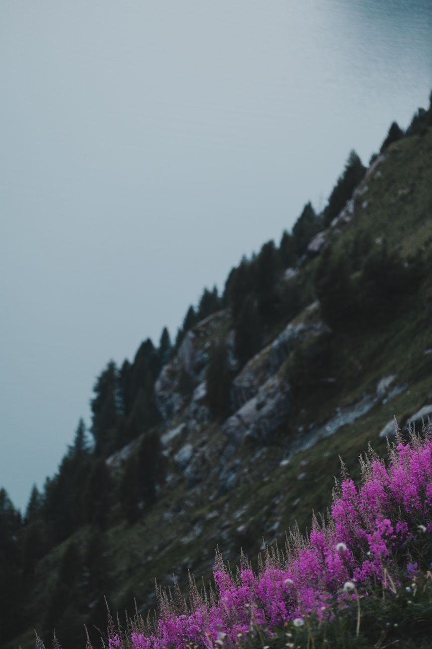 Dramatic mountain path with alpine wildflowers and cloud inversion